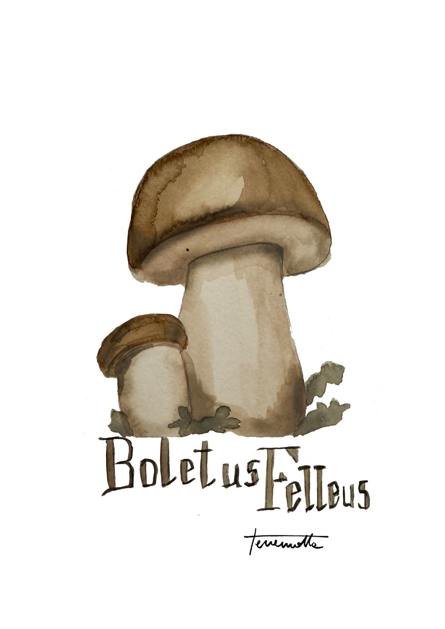 Lámina Bolletus