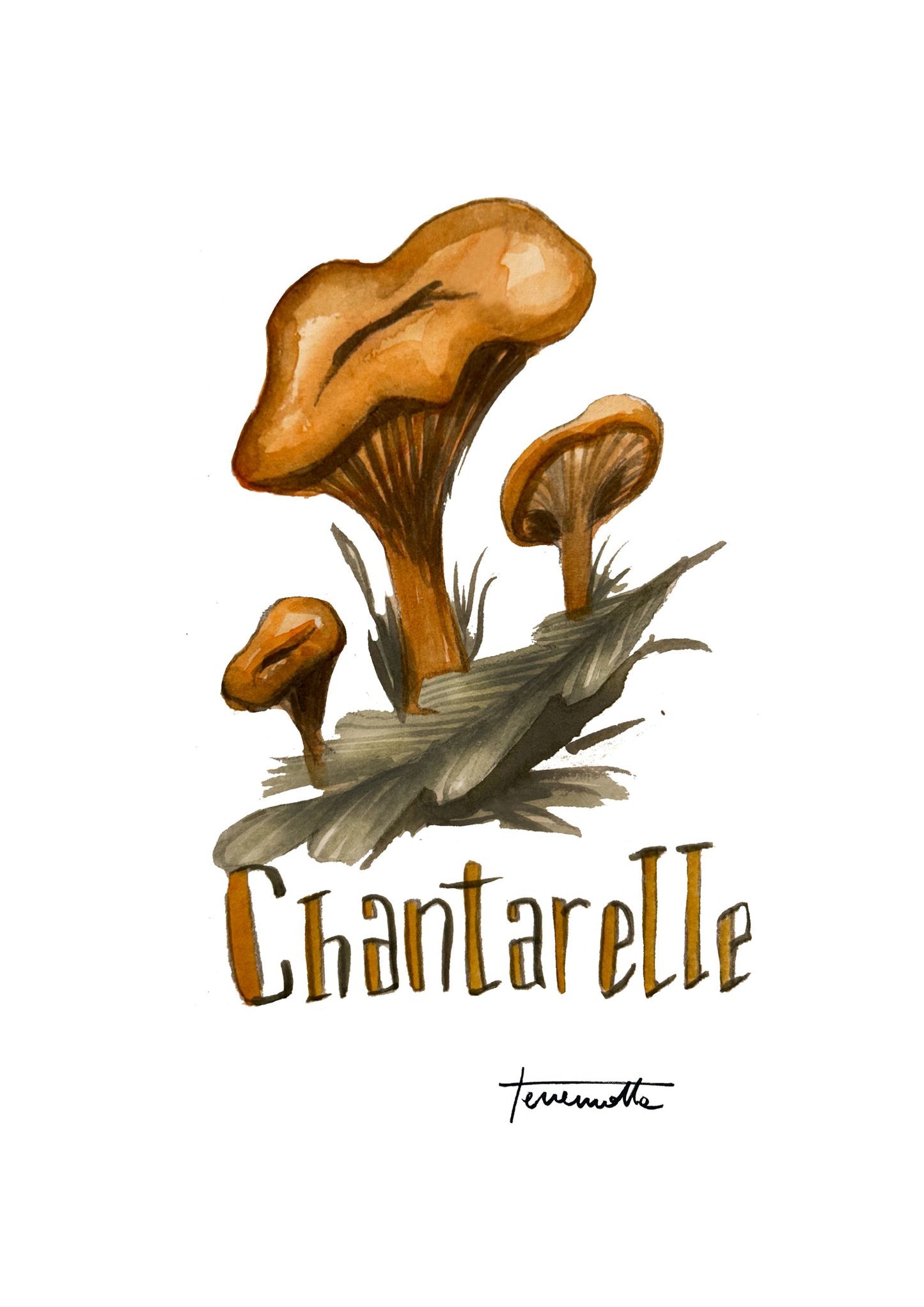 Lámina Chantarelle
