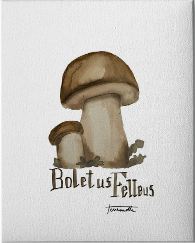 Lámina Bolletus