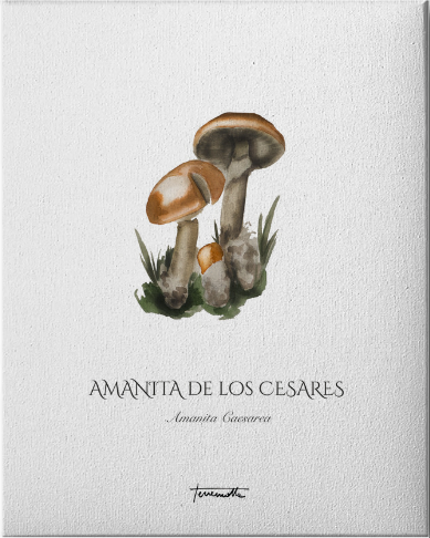 Lámina Amanita de los Césares