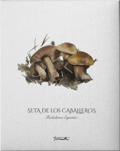 Lámina Seta de los Caballeros