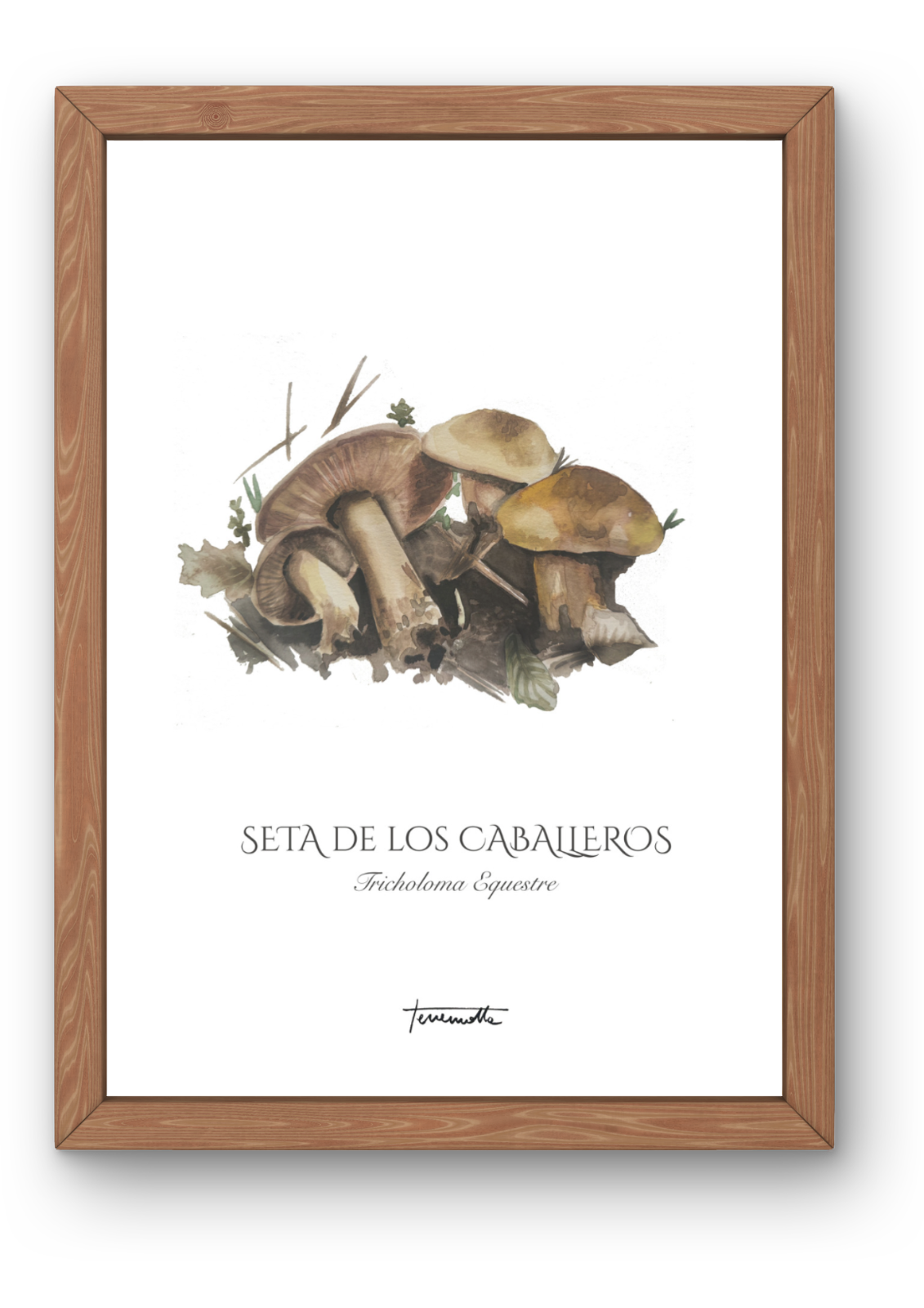 Lámina Seta de los Caballeros