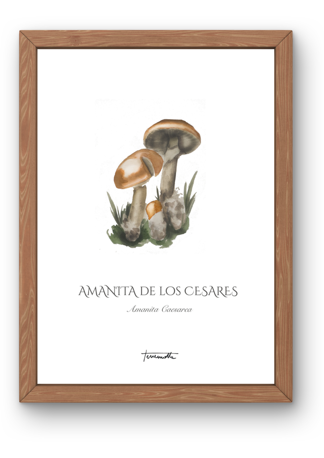 Lámina Amanita de los Césares