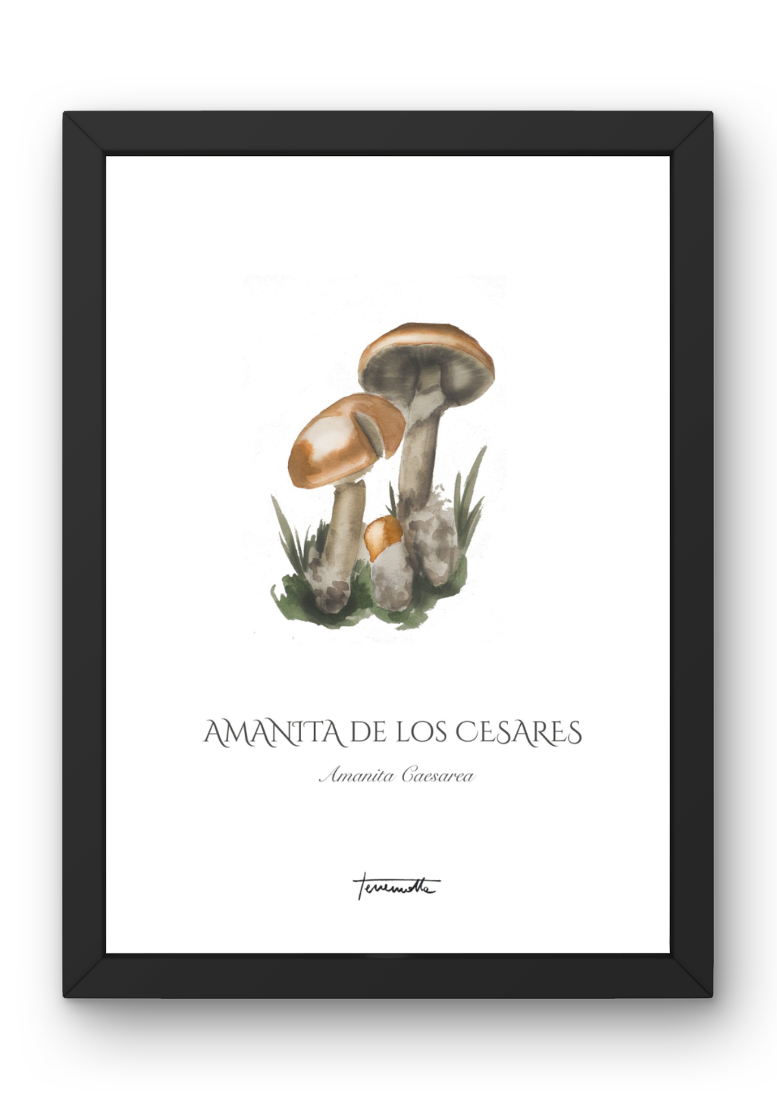 Lámina Amanita de los Césares