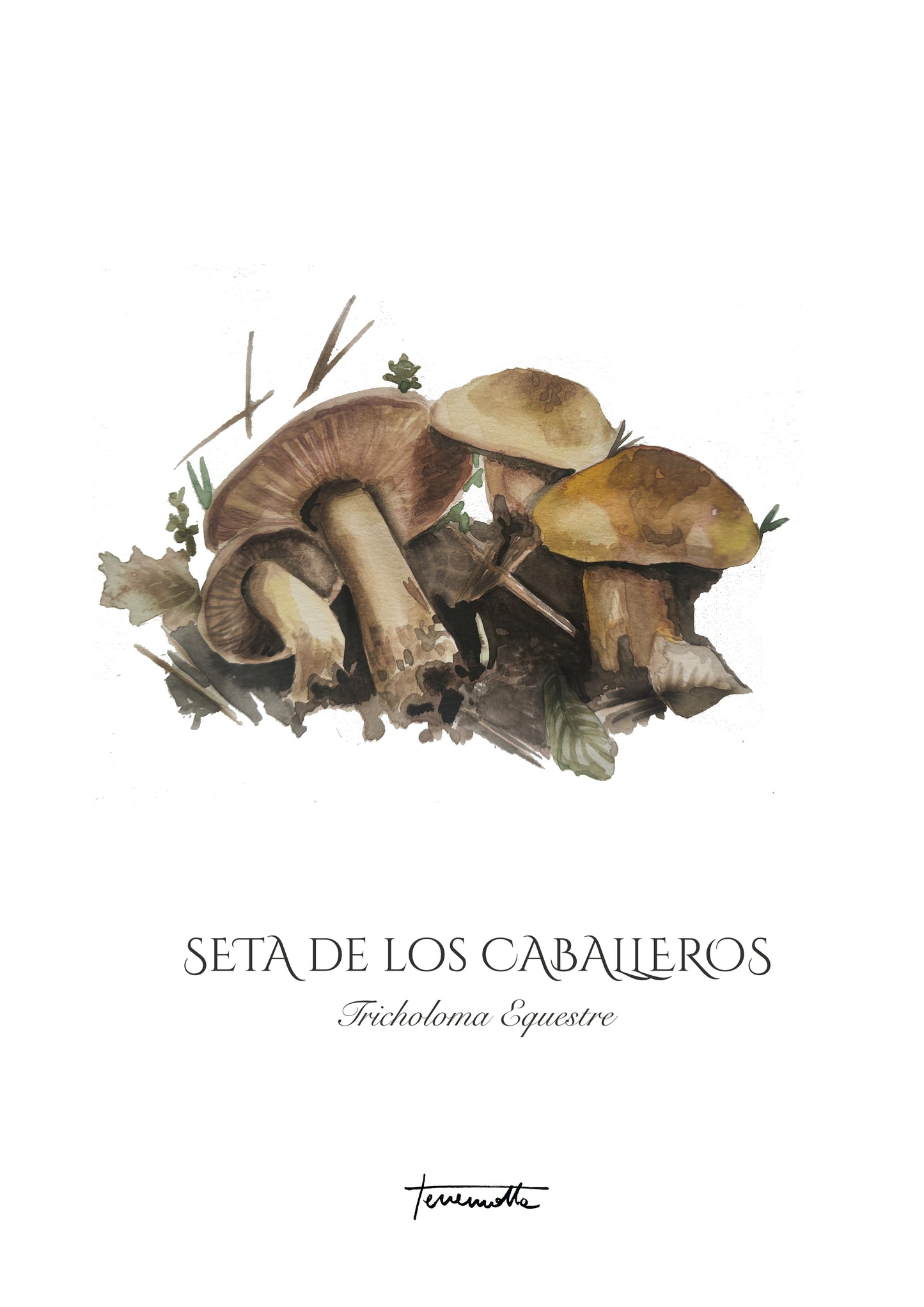 Lámina Seta de los Caballeros